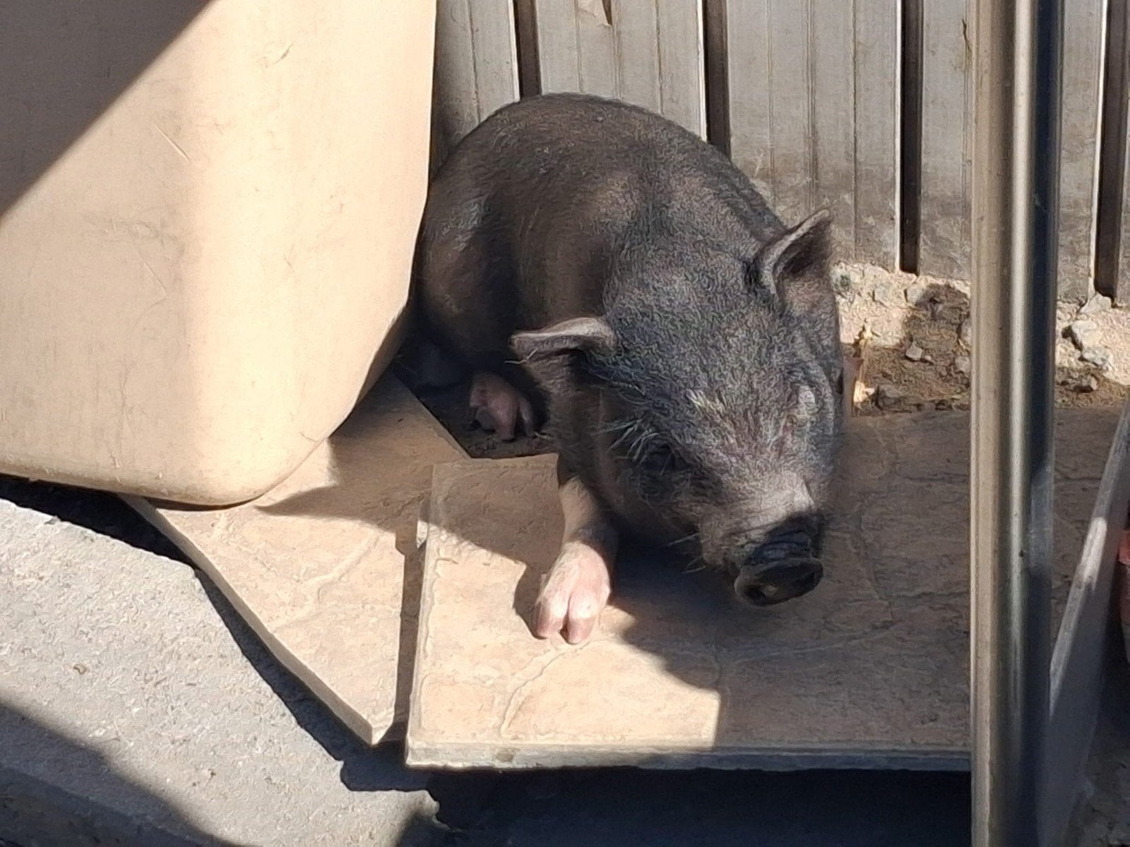 bébé cochon mâle vietnamien, Animaux & Accessoires, Enlèvement