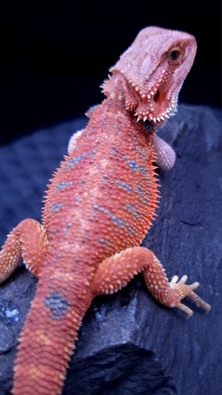 Uniek Red HypoTrans G-Stripe Blue Tiger Coral Baardagaam man, Hagedis, 0 tot 2 jaar