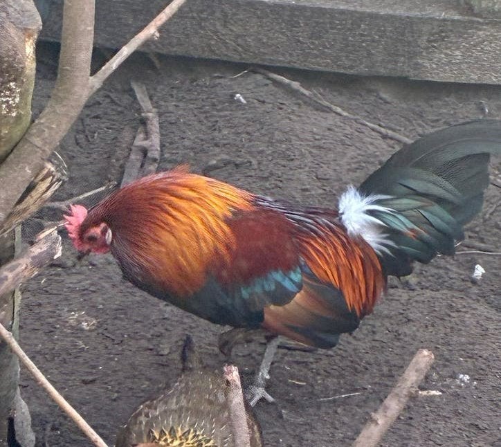 Haan, Dieren en Toebehoren, Pluimvee, Mannelijk, Kip