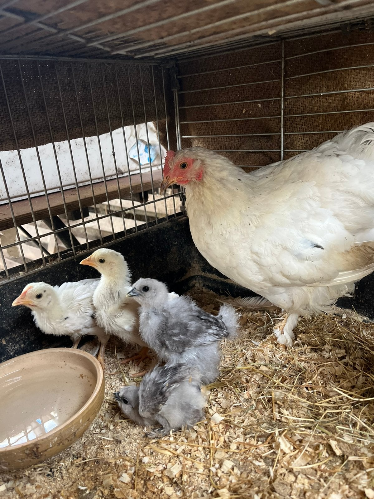Kippen, hanen en eensen te koop, Dieren en Toebehoren, Meerdere dieren, Kip