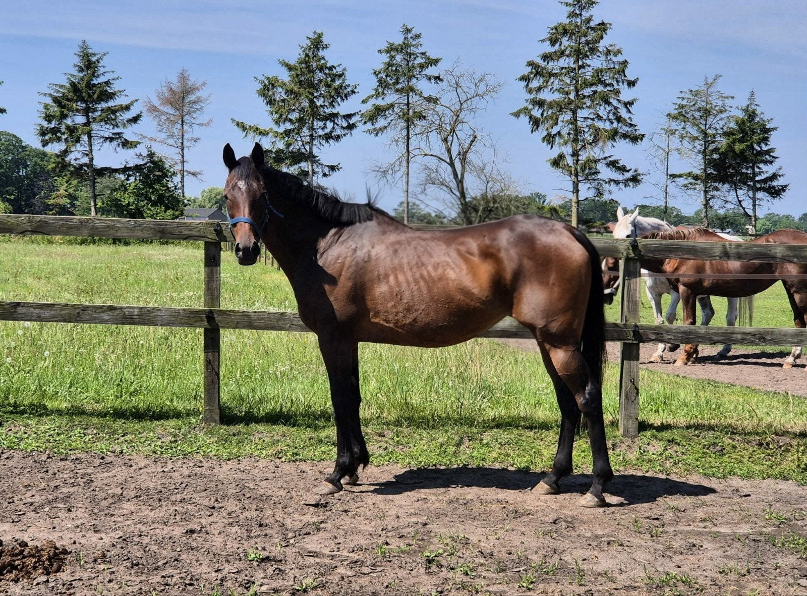 Leuke lieve merrie, Merrie