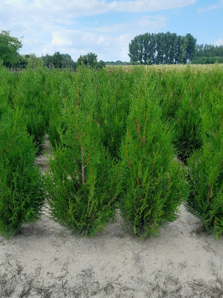 Thuja plicata atrovirens, Jardin & Terrasse, Enlèvement