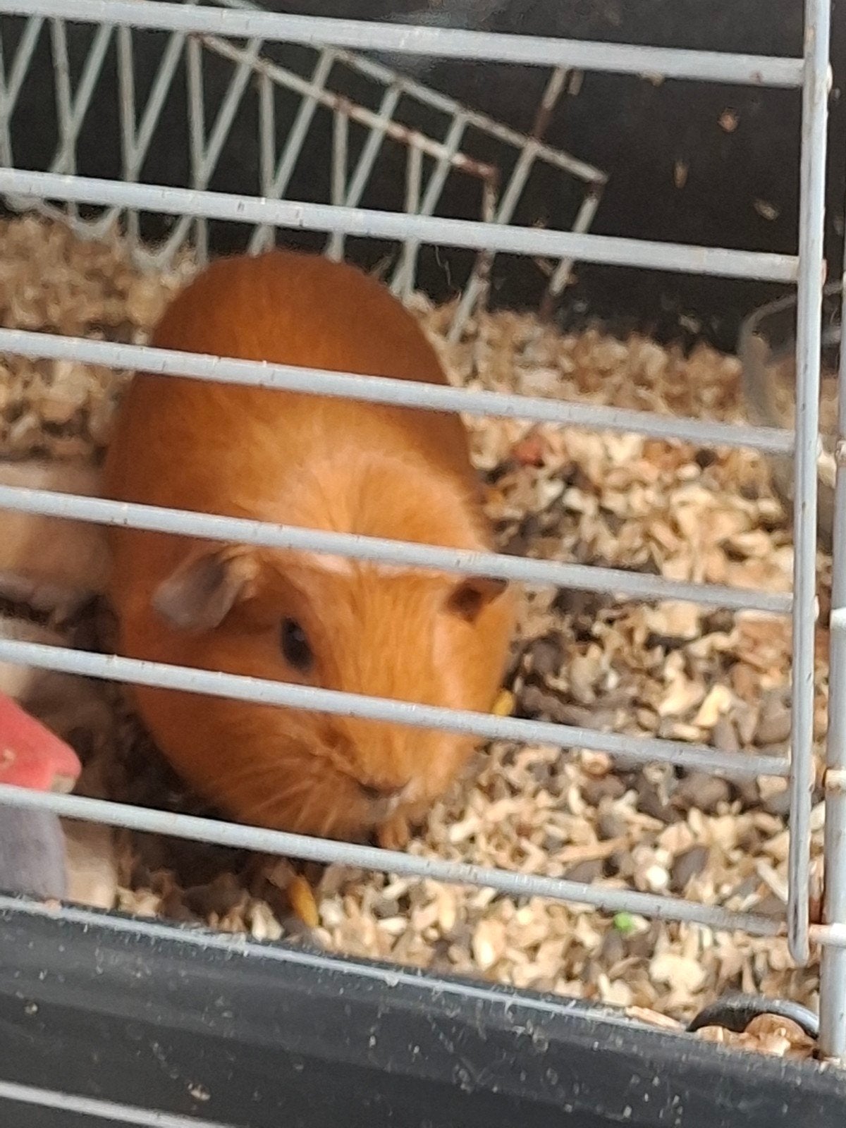 cavia, Dieren en Toebehoren, Knaagdieren, November, Vrouwelijk, Cavia