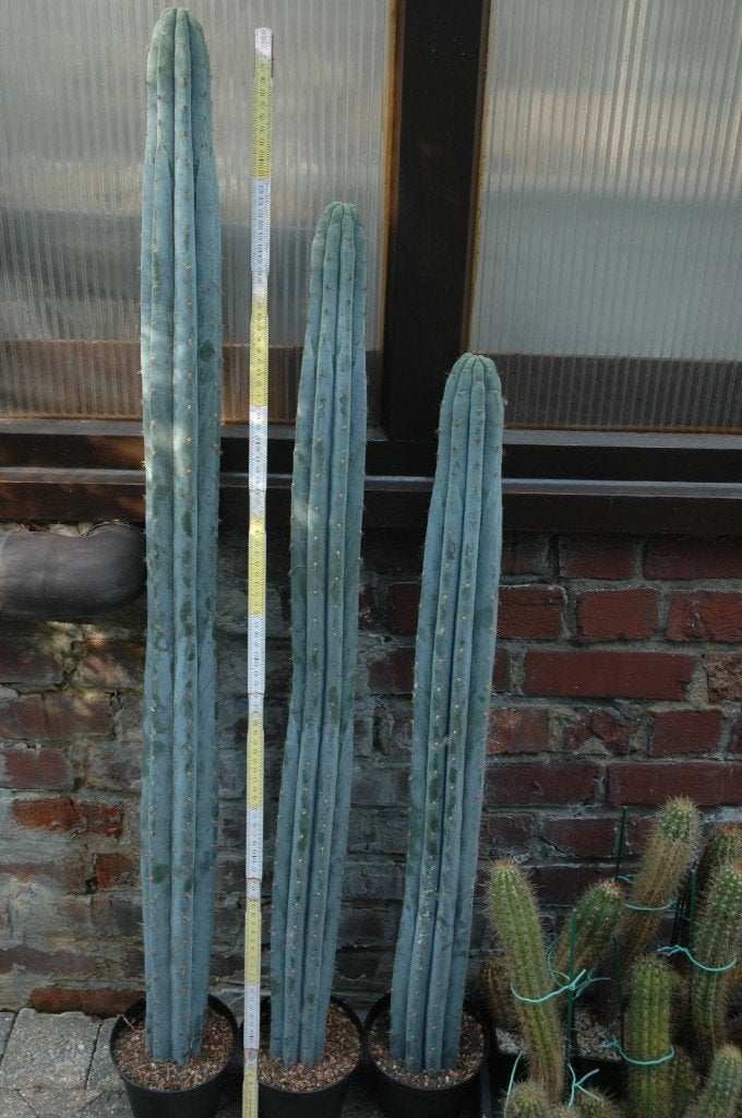 Cactus : Trichocereus macrogonus, Huis en Inrichting, Kamerplanten, Ophalen, 100 tot 150 cm, Cactus, Volle zon