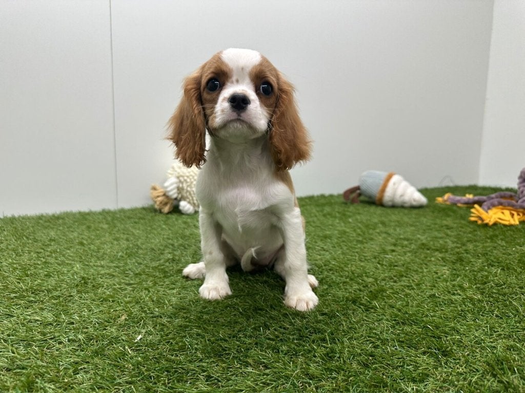 Cavalier King Charles Spaniël Pups, Dieren en Toebehoren, België, 8 tot 15 weken, CDV (hondenziekte), Meerdere