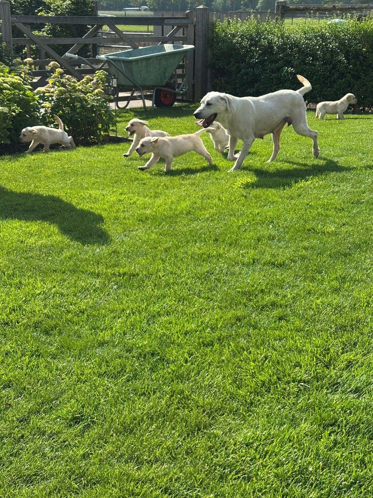Labrador pups, Dieren en Toebehoren, België, HCC (leverziekte), Fokker | Hobbymatig, Reu