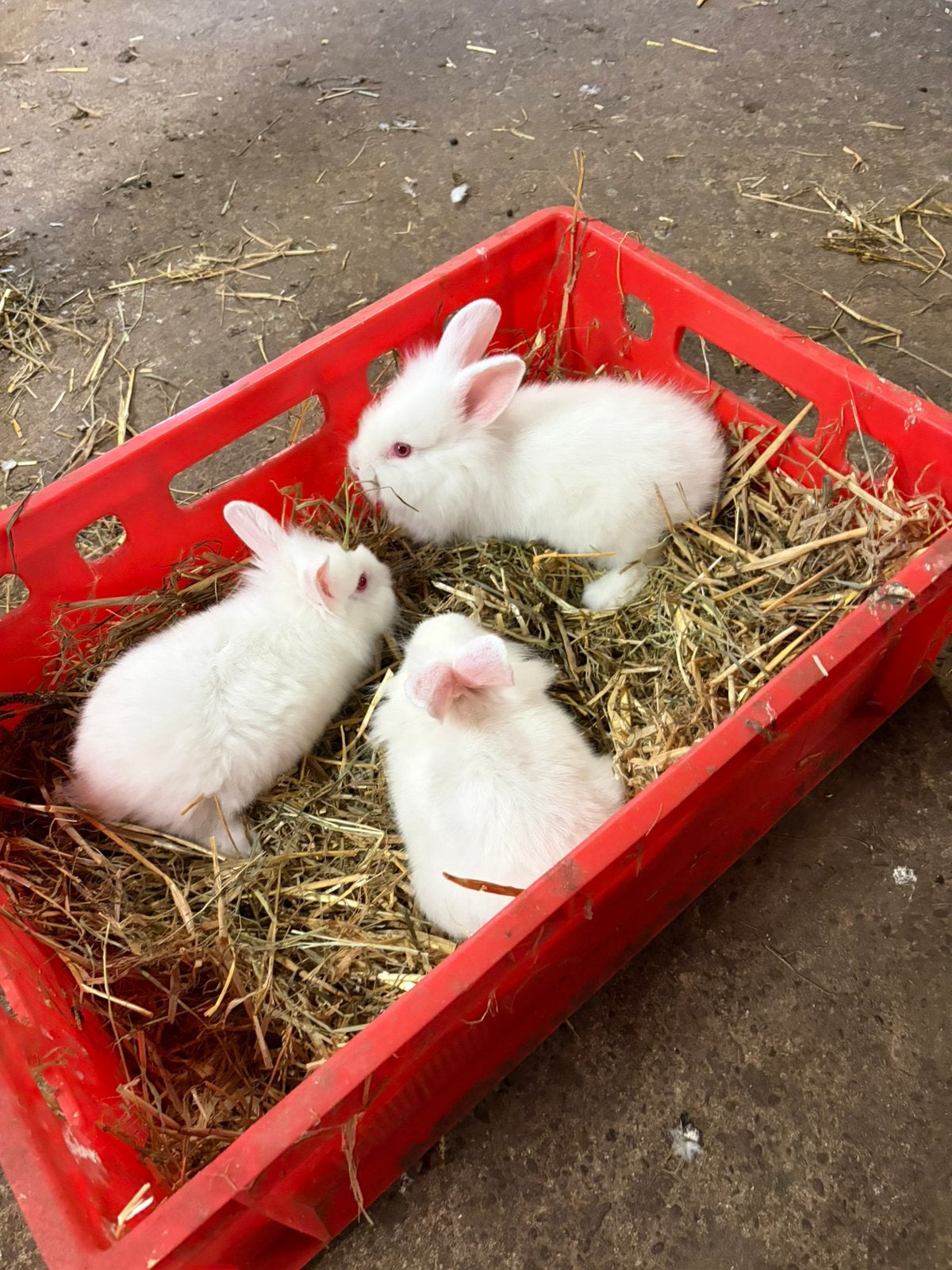 Dwergkonijntjes, Dieren en Toebehoren, Meerdere dieren, Klein, 0 tot 2 jaar