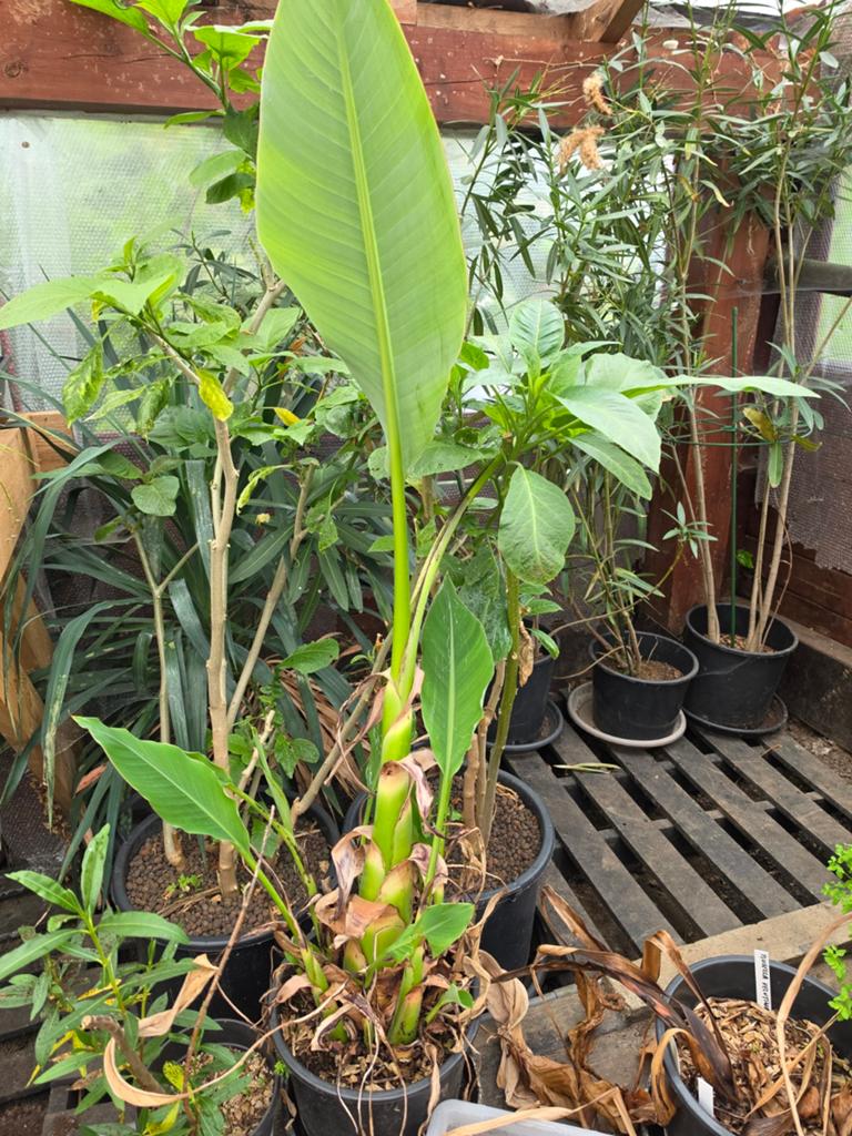 Lotus banaan, Tuin en Terras, Ophalen