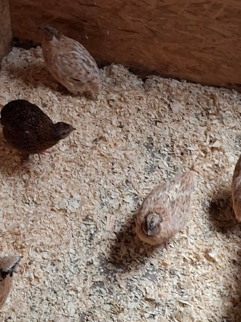 Japanse kwartel hannen, Dieren en Toebehoren, Mannelijk