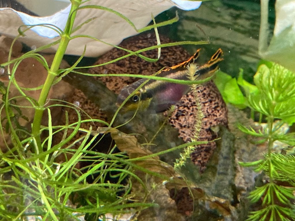 Aquariumvissen, Dieren en Toebehoren, Vis, Zoetwatervis