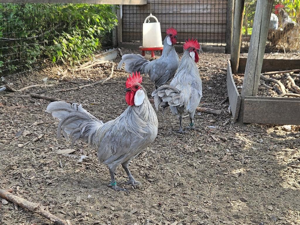 Koppel Menorca kriel kippen parelgrijs, Dieren en Toebehoren, Pluimvee, Kip, Meerdere dieren