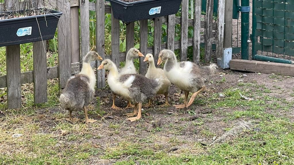 Ganzen kuikens - geboren in april., Dieren en Toebehoren, Pluimvee, Gans of Zwaan, Geslacht onbekend