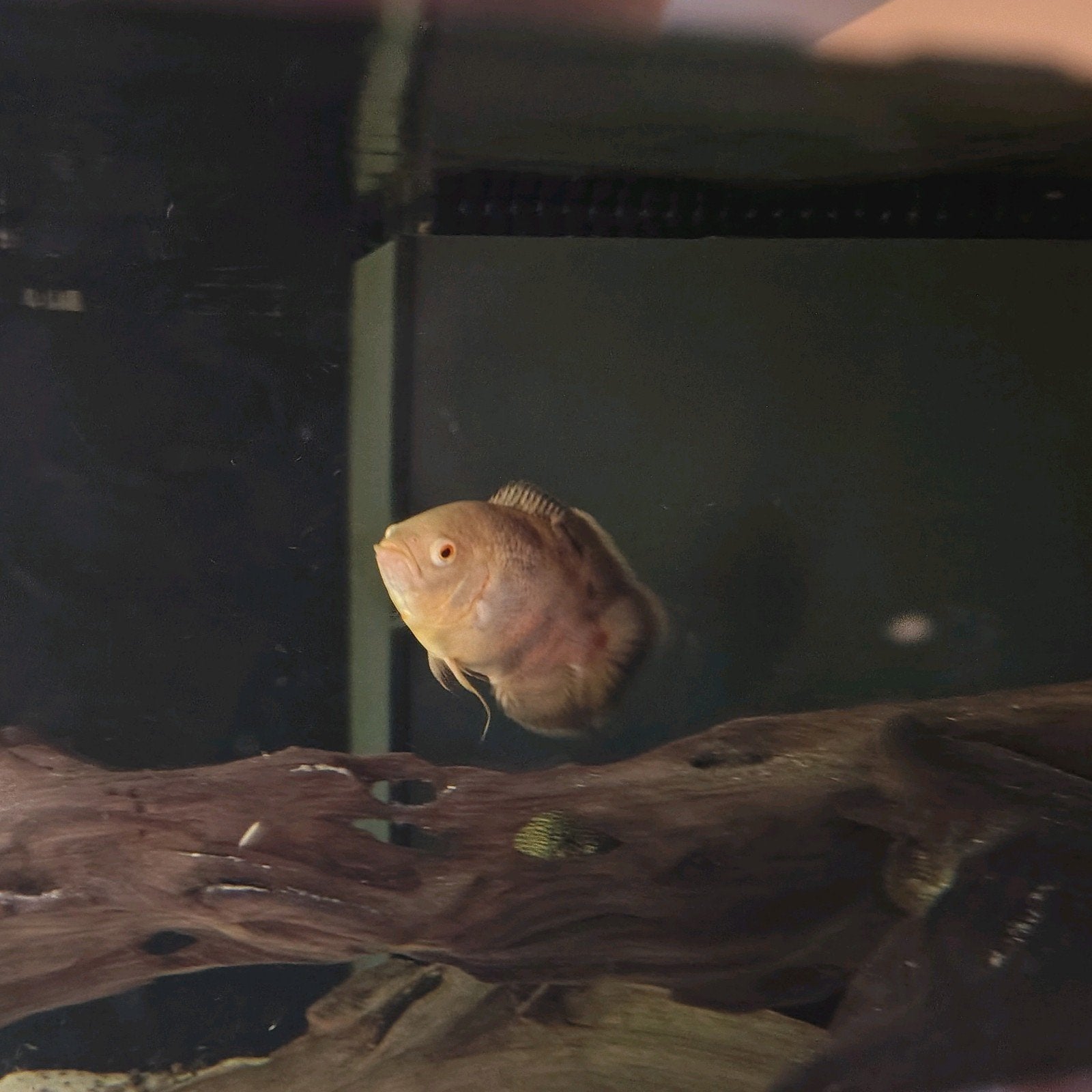 Astronotus occelatus albino 12 cm, Dieren en Toebehoren