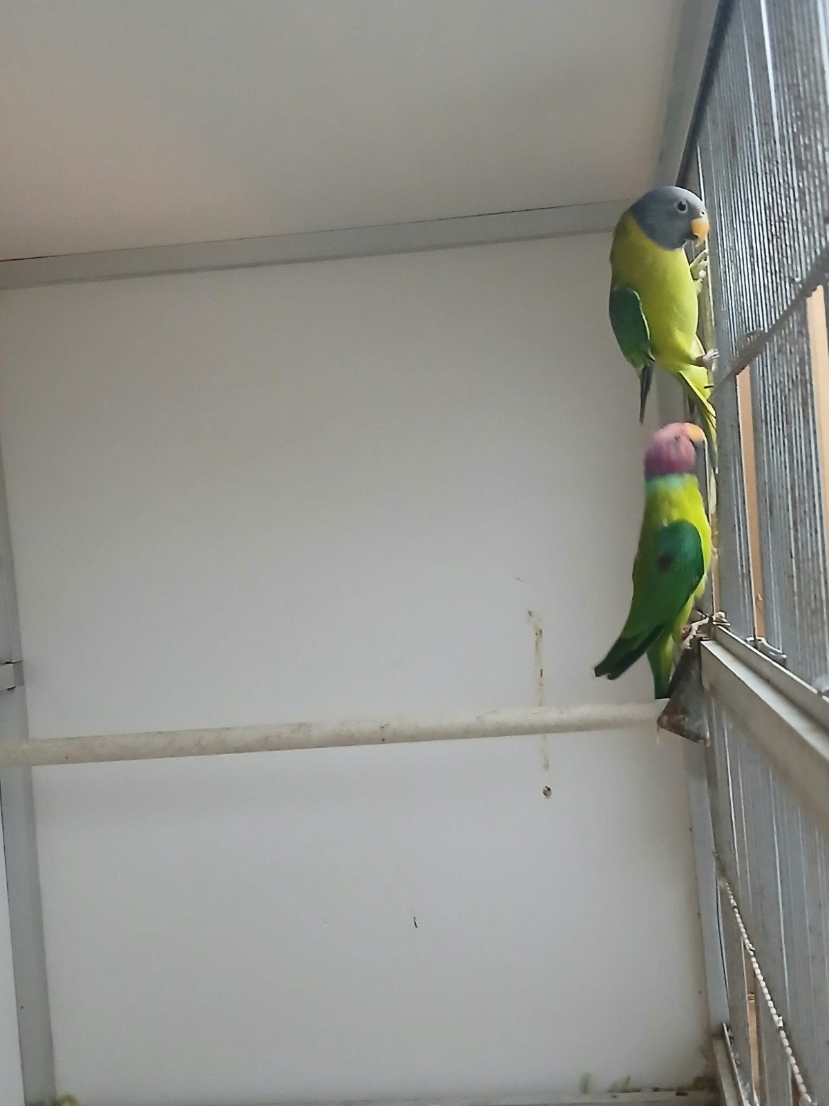lot vogels te koop weg wegens gezondheid, Ophalen