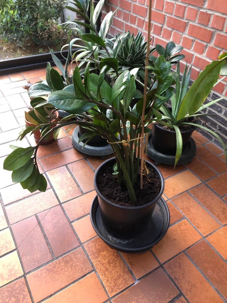 zamioculcas, Huis en Inrichting, Ophalen