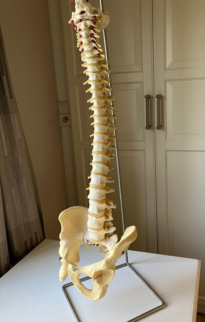 anatomie wervelkolom, Diversen, Ophalen, Zo goed als nieuw
