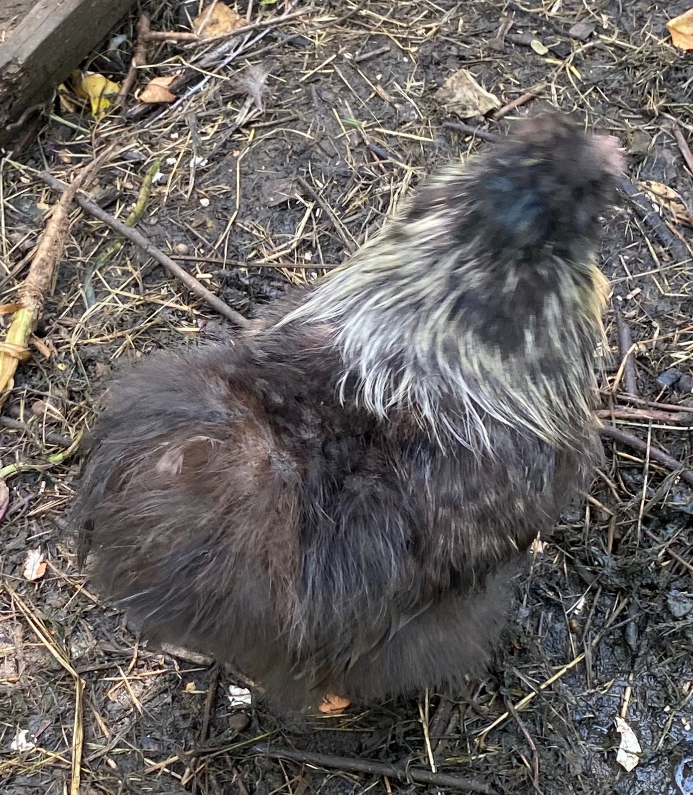 Zijdehoen haan 10 maanden oud, Animaux & Accessoires, Mâle, Poule ou poulet