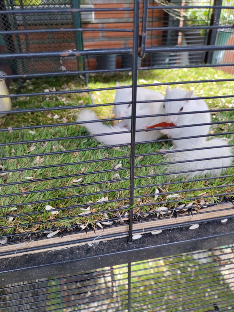 Eekhoorn, Dieren en Toebehoren, Knaagdieren, Februari, Mannelijk