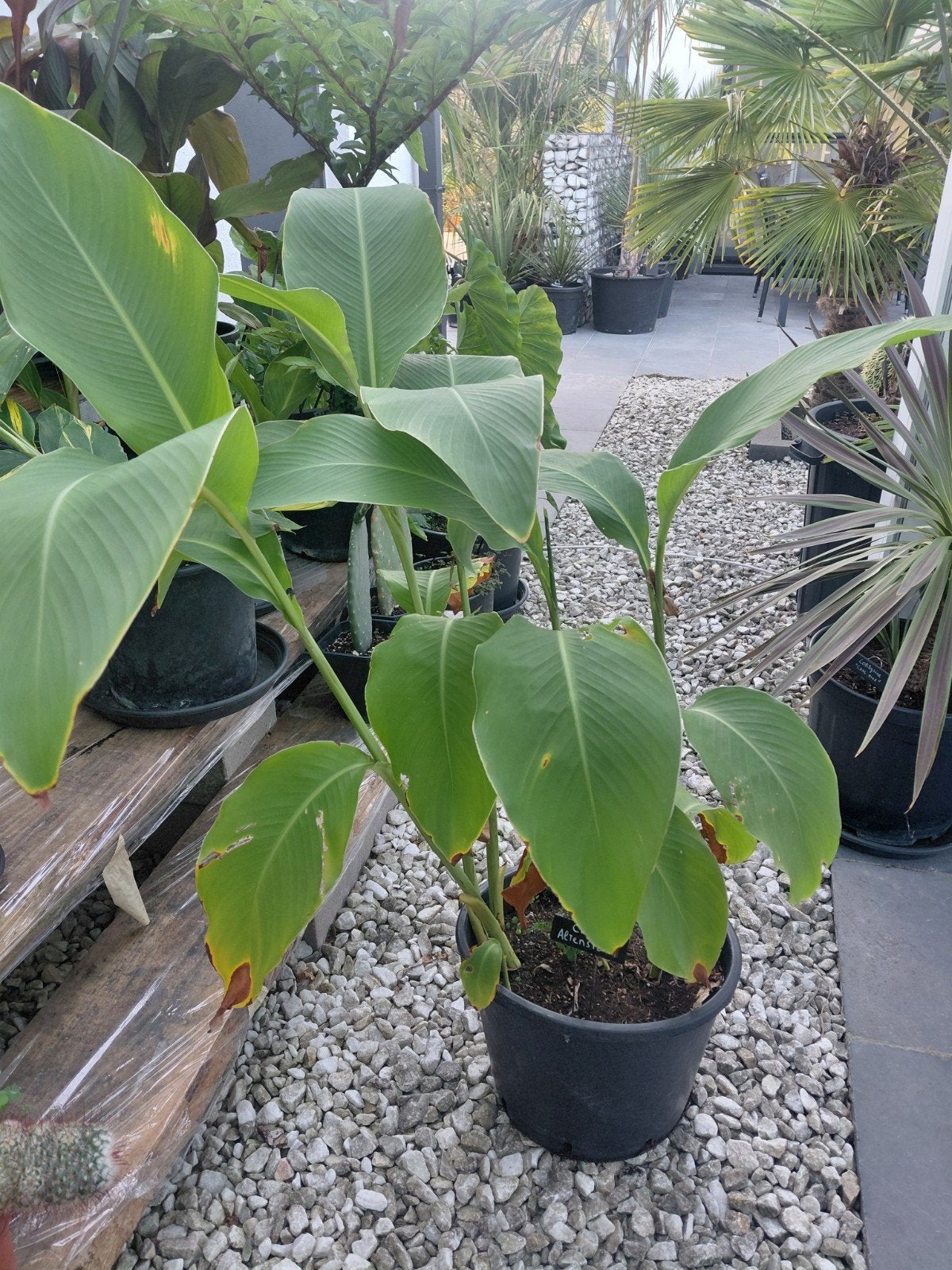 canna altensteinii, Tuin en Terras, Planten | Tuinplanten, Ophalen