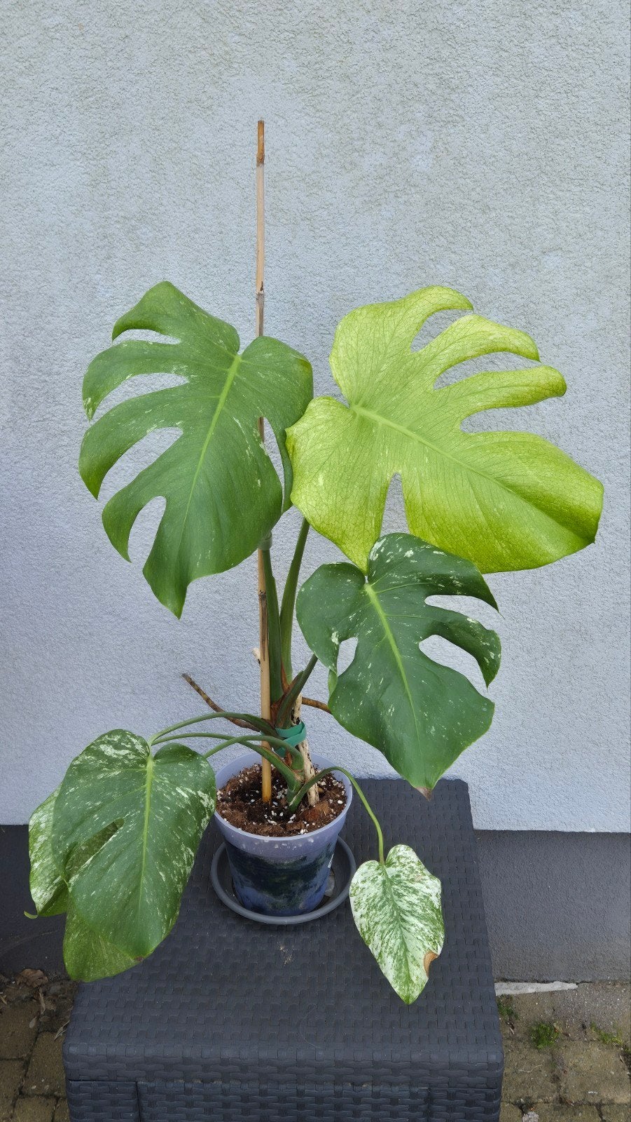 Monstera mint, Ophalen