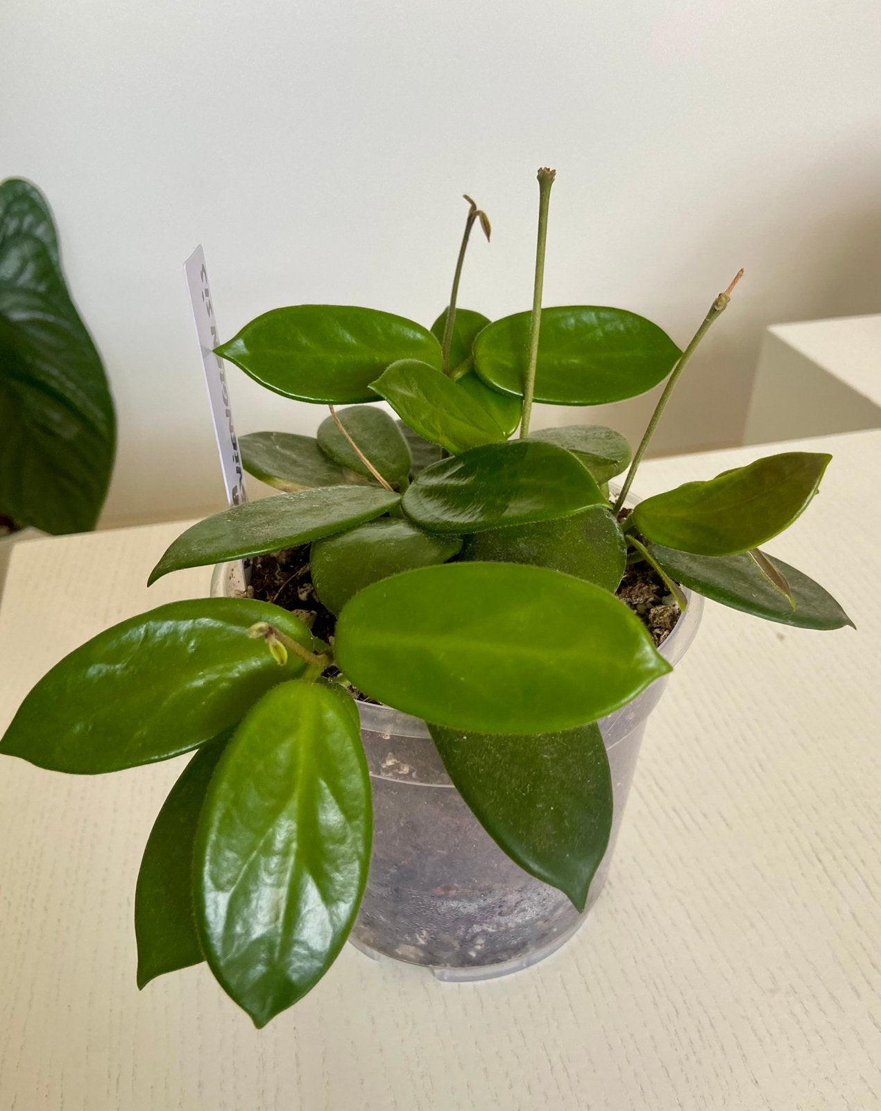 Hoya Vangviengiensis, Huis en Inrichting, Ophalen