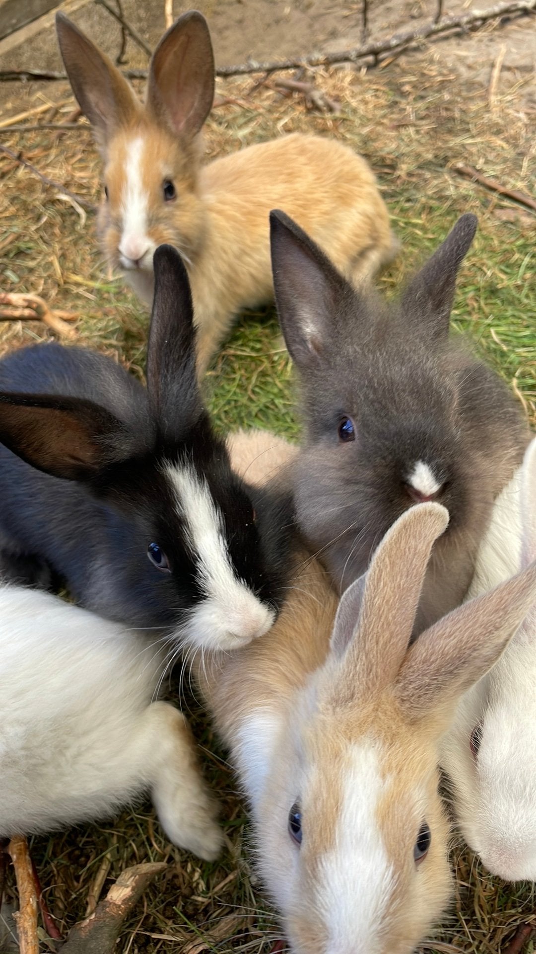 konijntjes te koop – 2 maanden oud – 8 beschikbaar, Plusieurs animaux, Petit, 0 à 2 ans