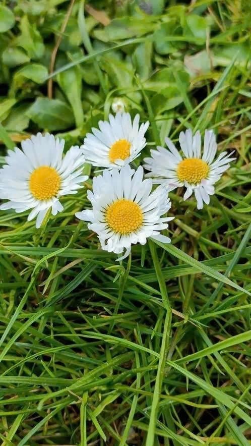 Wilde madeliefjes(Bellis perennis) 6 voor 5 euro, Volle zon, Vaste plant, Lente, Ophalen