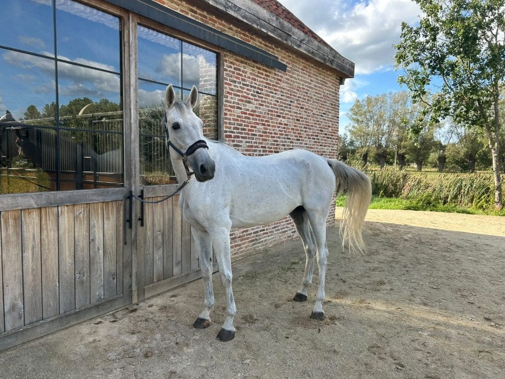 9-jarige merrie, SBS Belgian Sport Horse, Dieren en Toebehoren, Merrie, Springpaard, 170 tot 175 cm, 7 tot 10 jaar