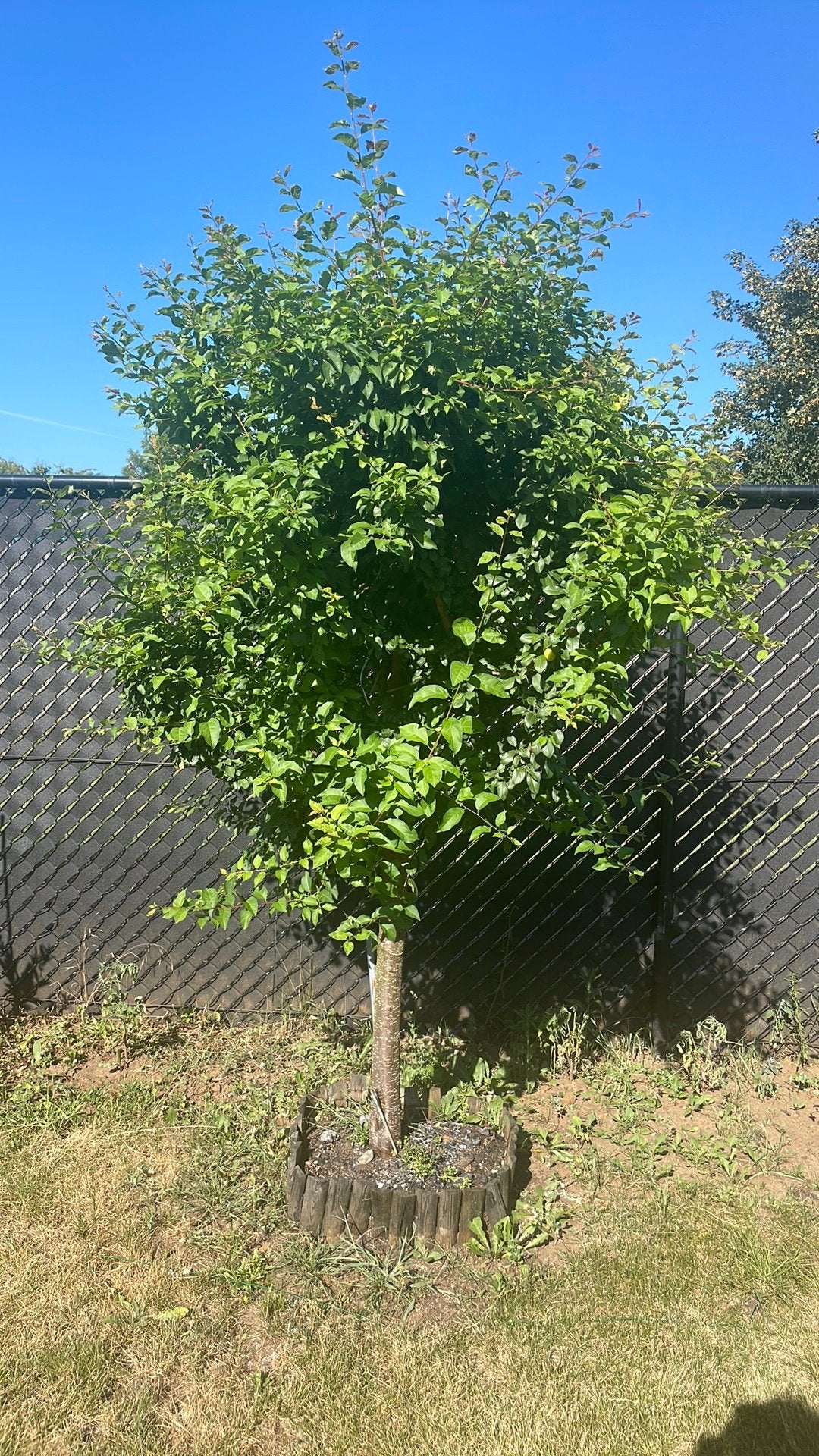Set van 4 mooie bomen (Olijf, Kers, Pruim)⁠, Tuin en Terras, Planten | Bomen, Ophalen, Olijfboom