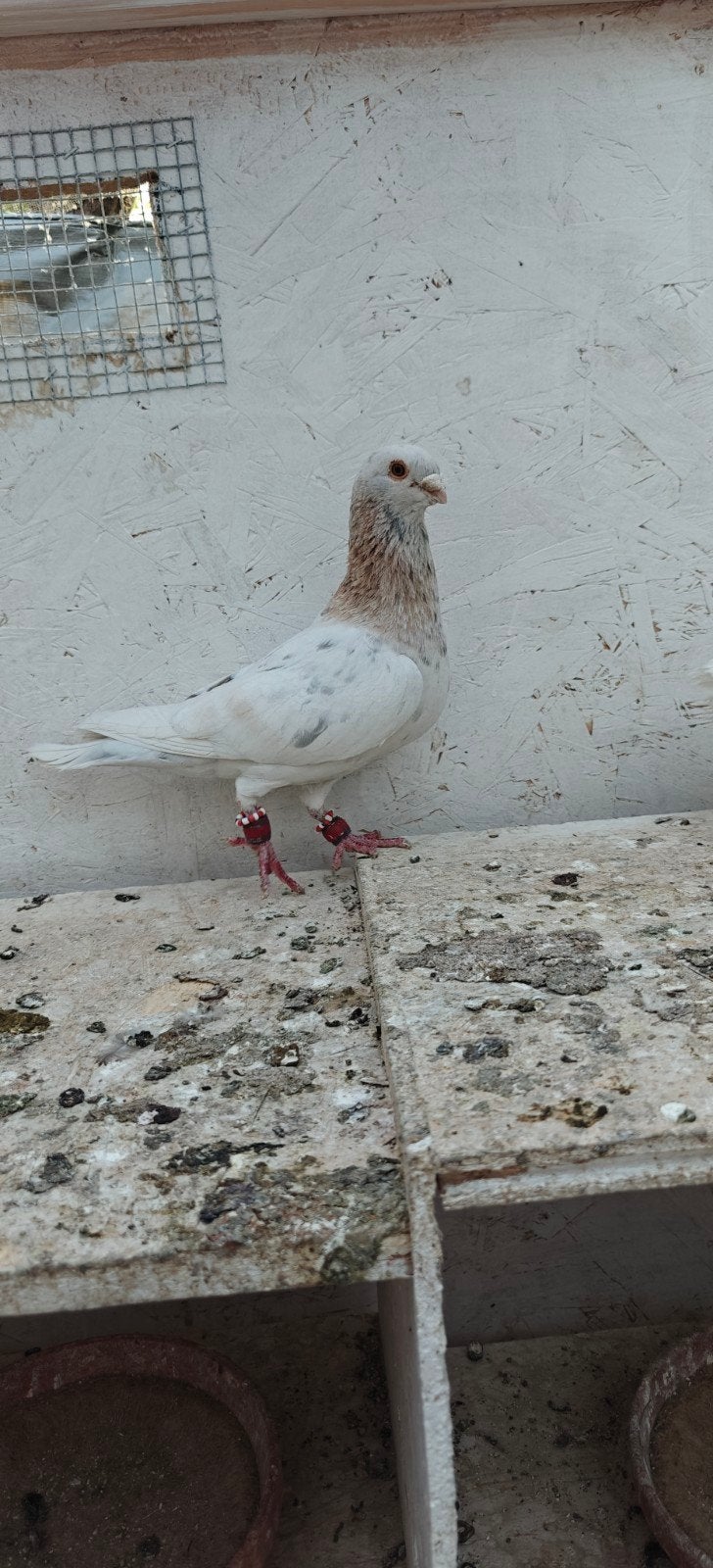 Duiven te koop, Dieren en Toebehoren