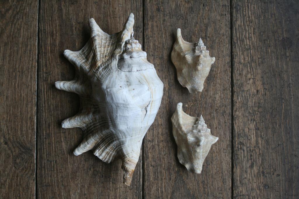 3 x schelpen 1 x Lambis (28cm) en 2 x strombus, Verzamelen, Mineralen en Fossielen, Ophalen, Schelp(en)