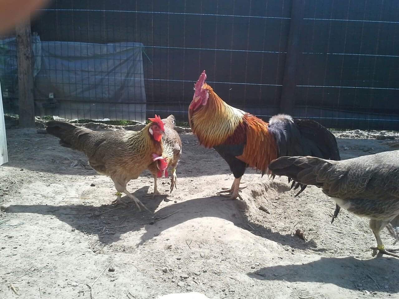 Leghorn goudpatrijs en isabelpatrijs, Dieren en Toebehoren, Pluimvee