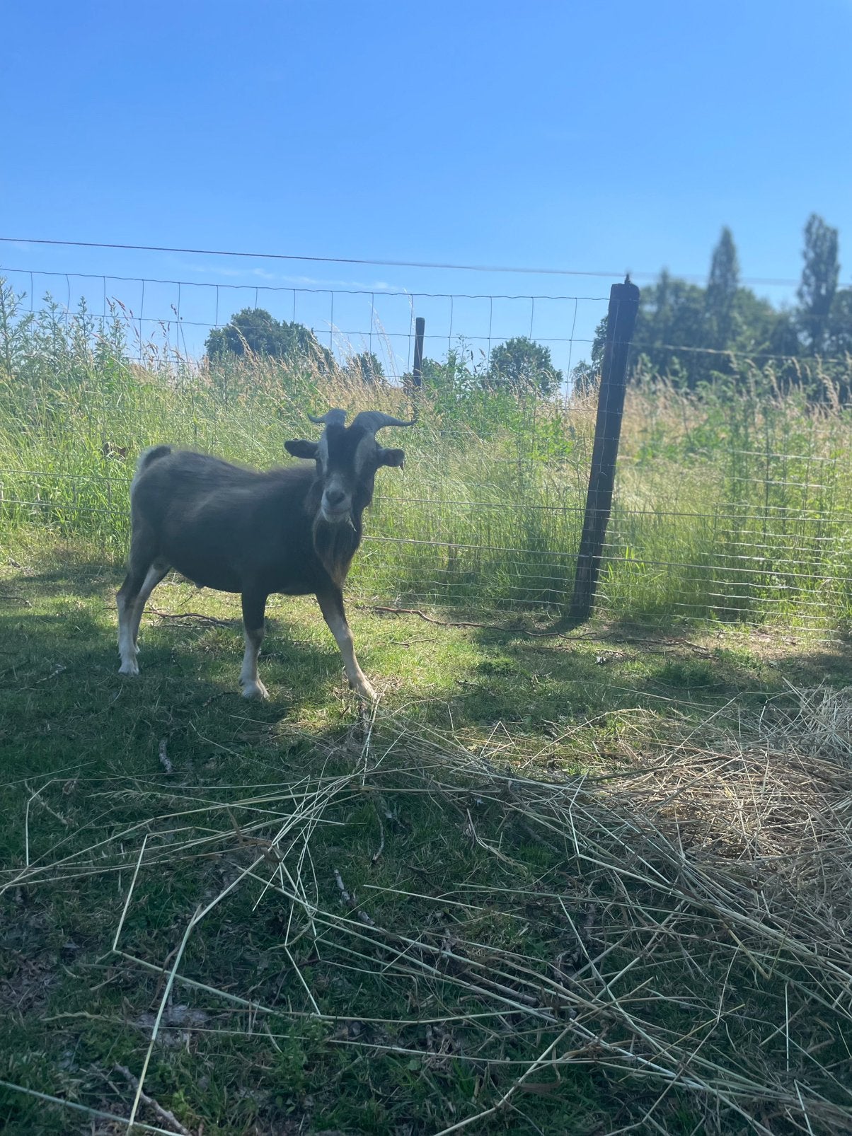 Dwerggeit bok te koop 45 euro, Dieren en Toebehoren, Schapen, Geiten en Varkens, Mannelijk, Geit, 3 tot 5 jaar