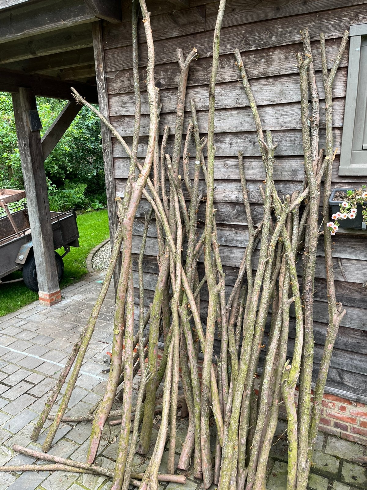 Taxus takken, gratis, Tuin en Terras, Brandhout, Ophalen, Takken