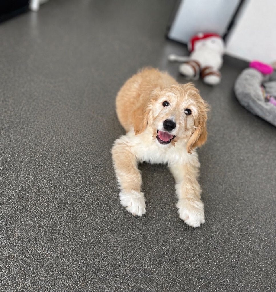 Medium goldendoodle pup f1, België, 8 tot 15 weken, Meerdere, Meerdere dieren