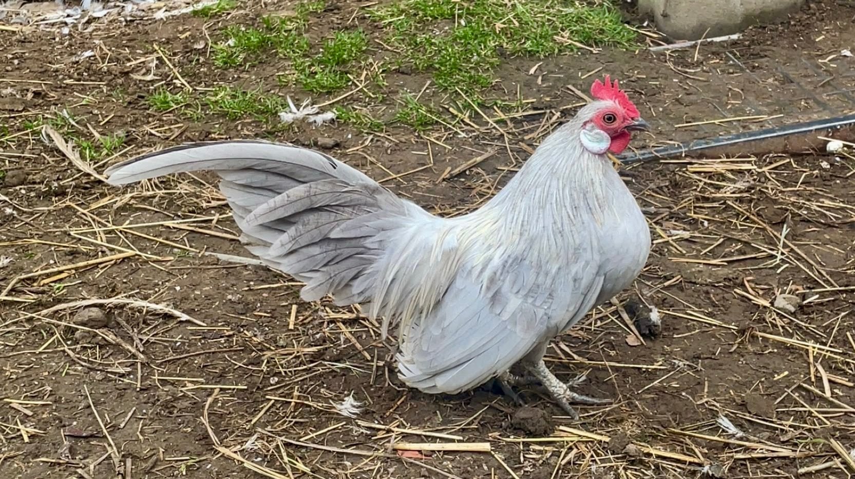 Koppel Hollandse krieltjes, Dieren en Toebehoren