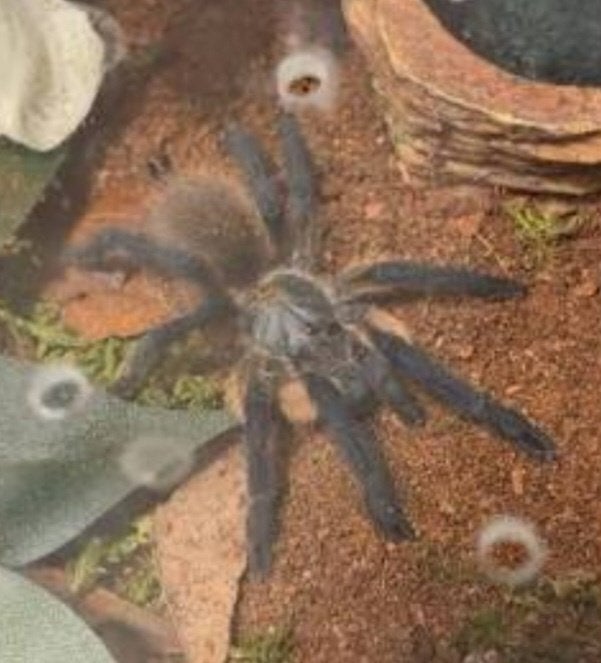 Vogelspinnen  M.balfouri 0.0, Dieren en Toebehoren, Insecten en Spinnen, Spin of Schorpioen