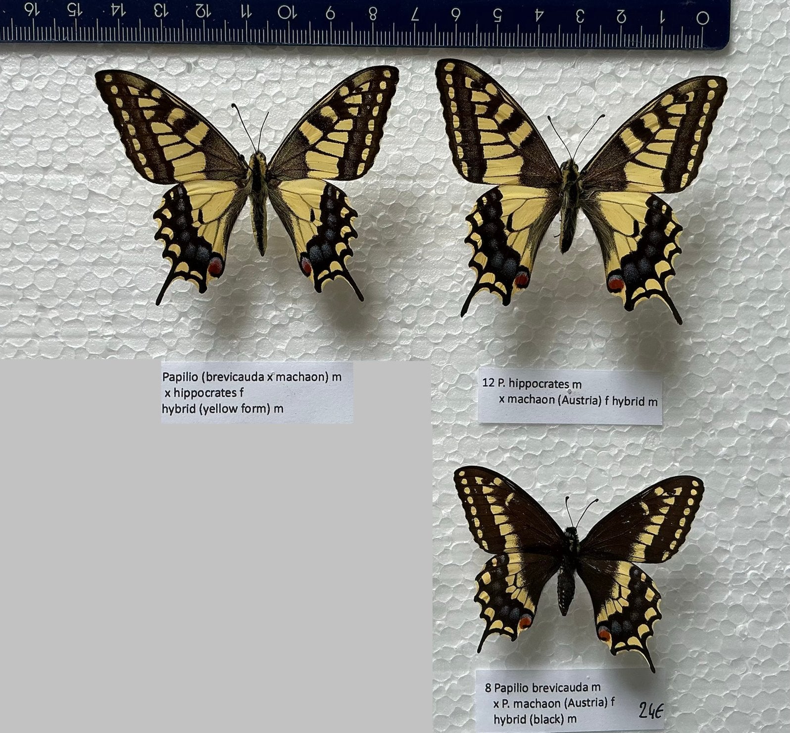 Hybride P. MACHAON vlinders, Verzamelen, Dierenverzamelingen, Zo goed als nieuw, Ophalen