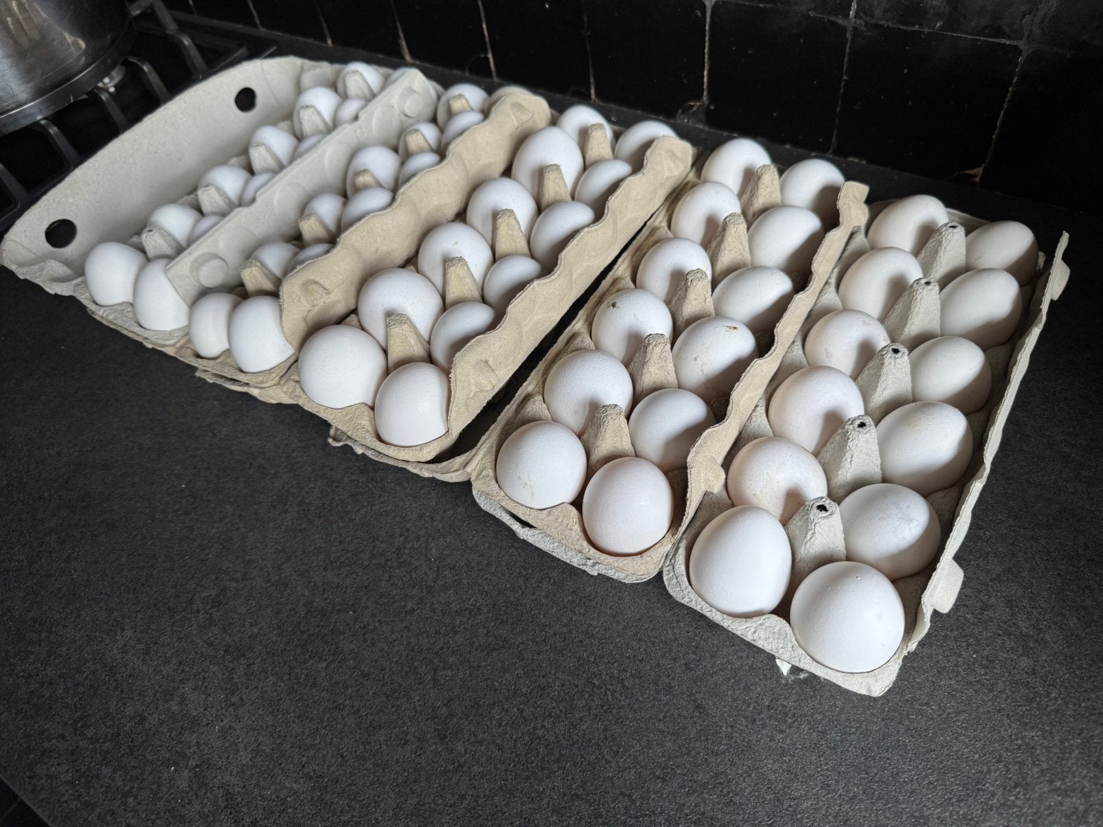 Witte Leghorn Broedeieren, Dieren en Toebehoren, Pluimvee