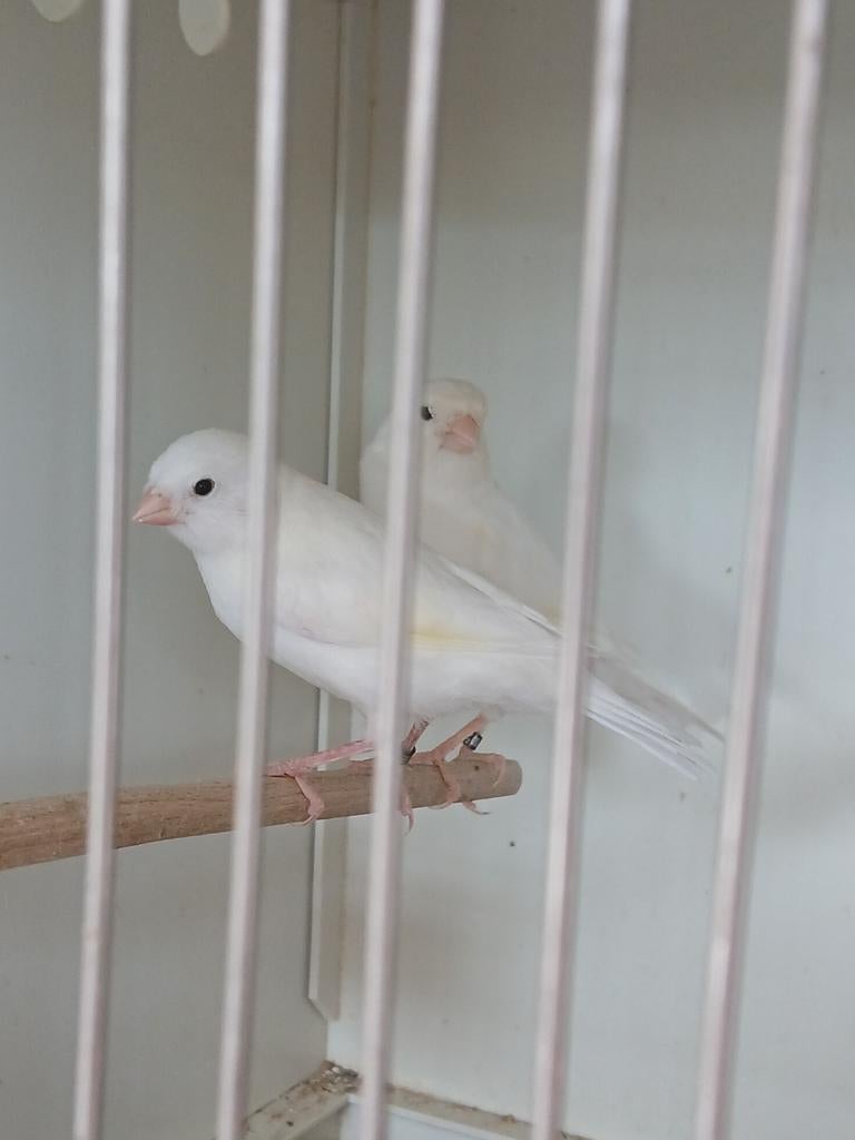 Jonge kanaries, Dieren en Toebehoren, Geringd