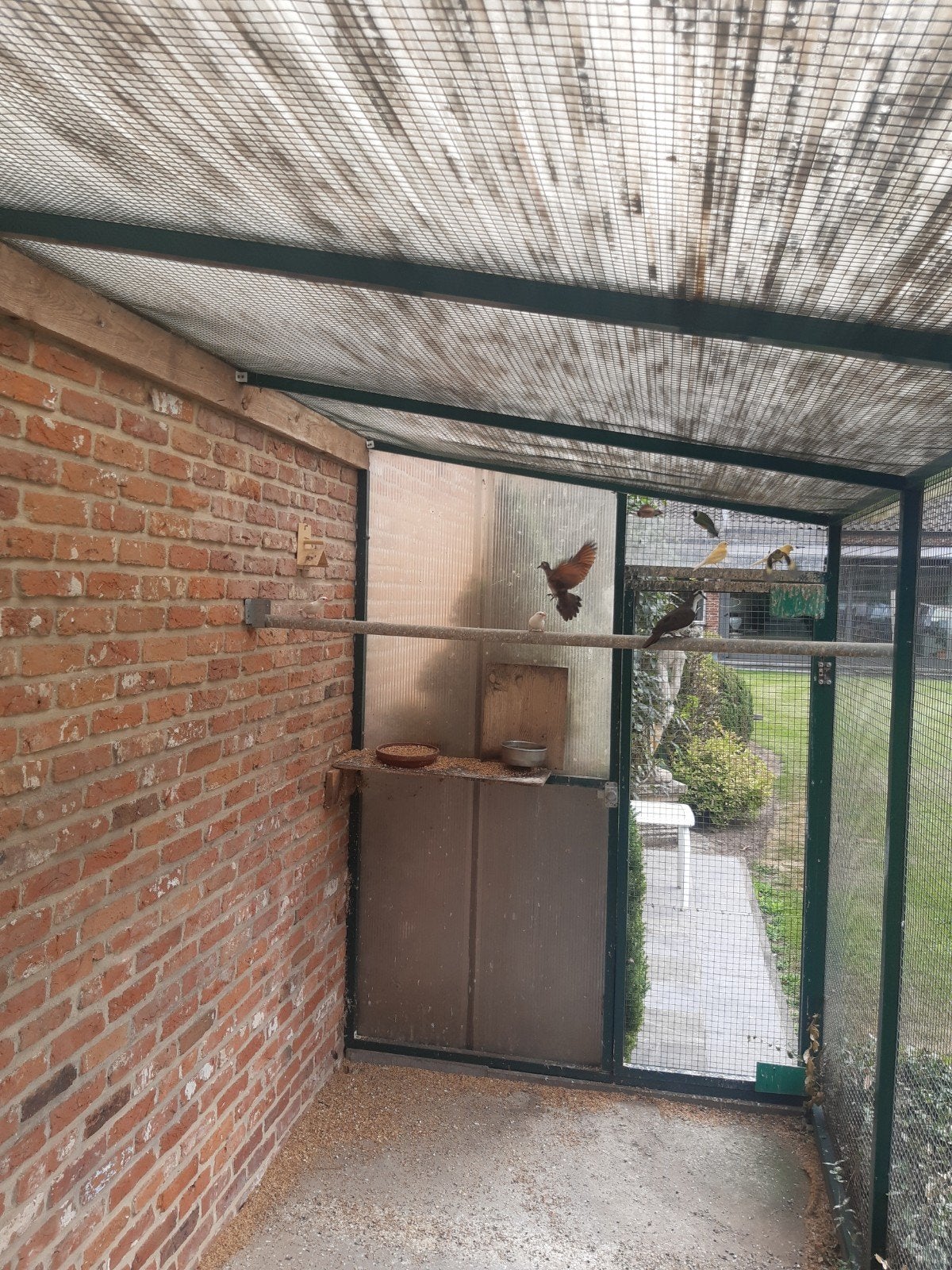 Tambourin, pigeons et « amandiènes » à queue pointue