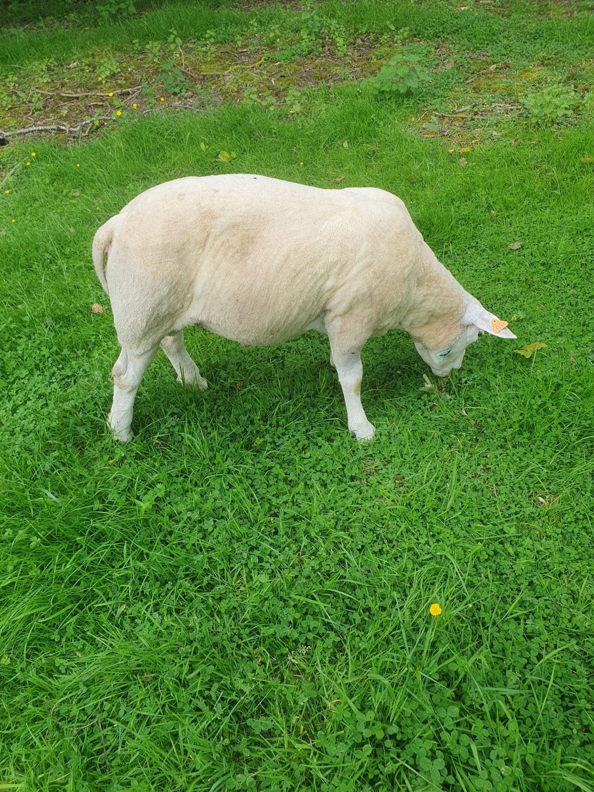 Male texel 1 an, Mâle
