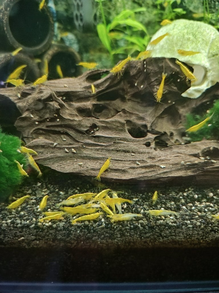 Neocaridina yellow backline, Dieren en Toebehoren, Kreeft, Krab of Garnaal, Zoetwatervis