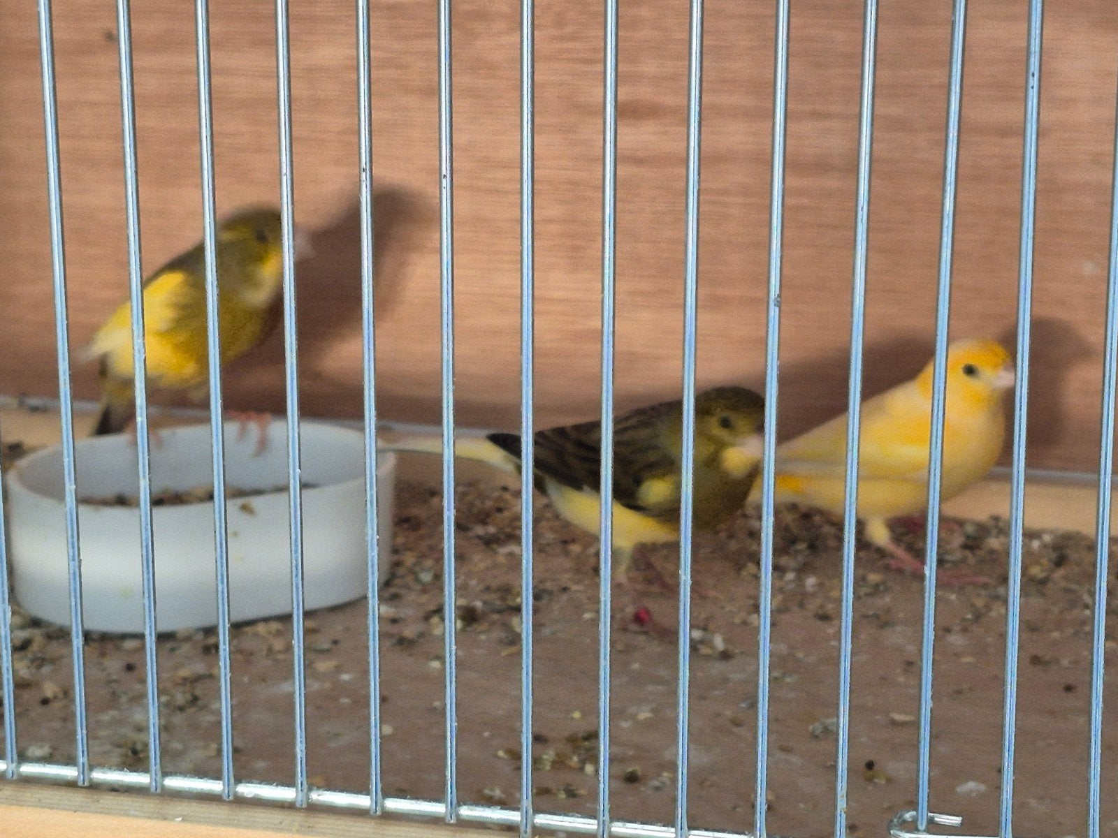 Kanaries, Dieren en Toebehoren, Vogels | Kanaries