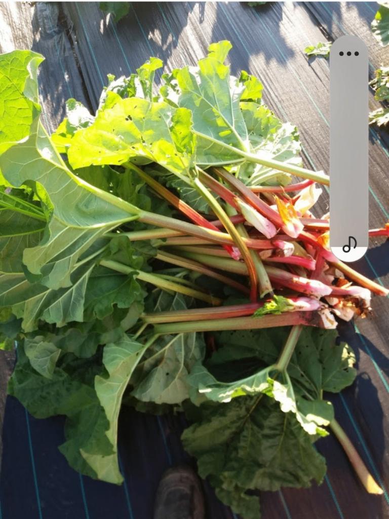 Rhubarbe, Jardin & Terrasse, Enlèvement, Neuf