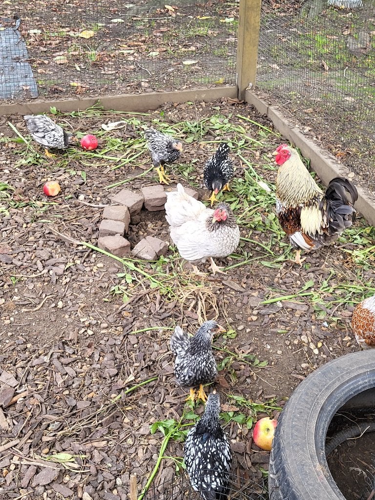 Wyandotte krielkuikens, Animaux & Accessoires, Poule ou poulet