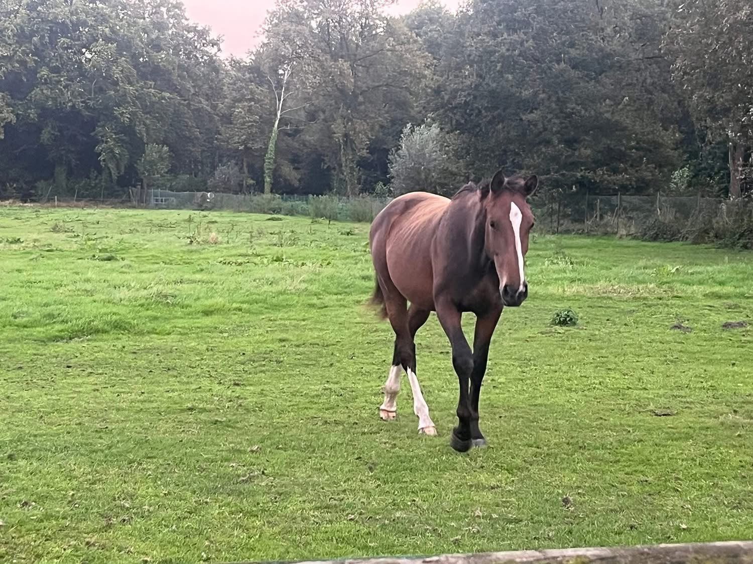 3 jarige Le Blue Diamond merrie, Jument