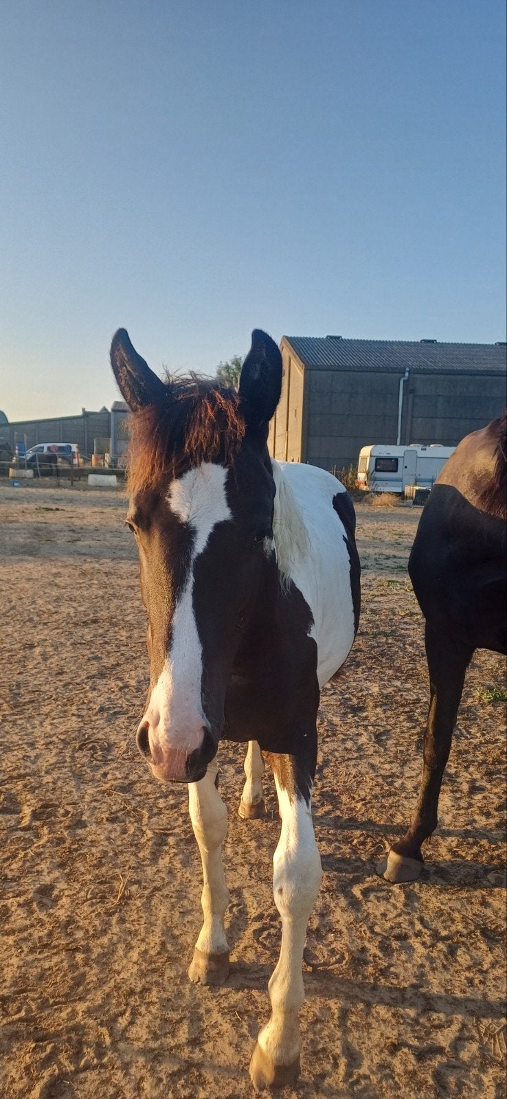 talentvol merrie jaarling, Dieren en Toebehoren, Paarden, Merrie, 170 tot 175 cm, Met stamboom, 0 tot 2 jaar