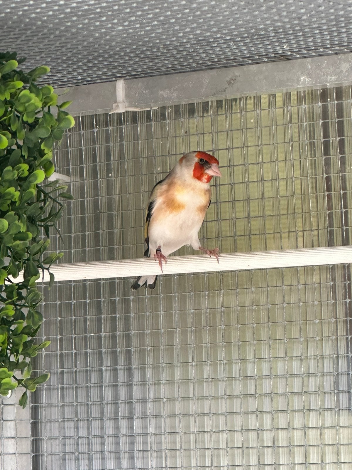 Chardonneret Male 2025 feve, Mâle