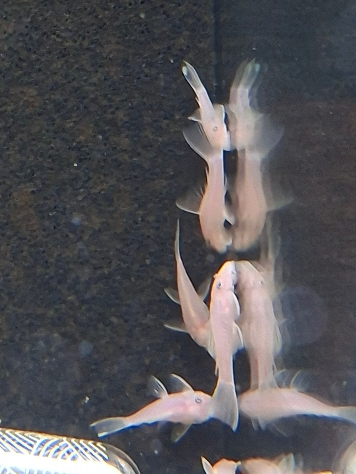 ancistrus lemon orange bleu eyes locatie maastricht